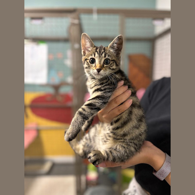 Photo of Gambit (Wasyogurt Lad