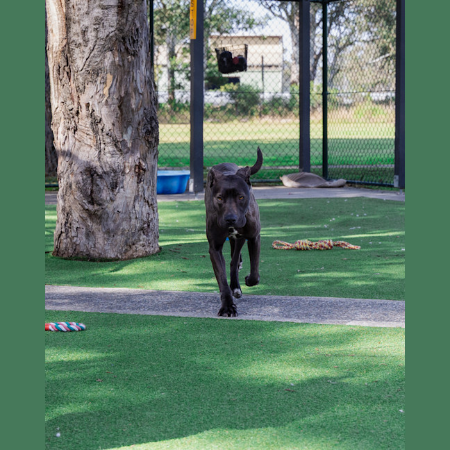Photo of Saffie