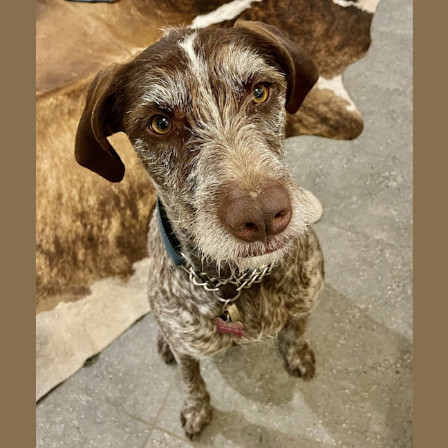 Photo of Daisy