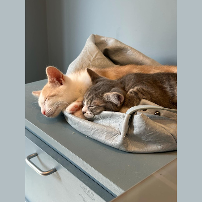 Photo of Sunny Boy ☀️meet Me@Petstock Mornington Nepean Hwy