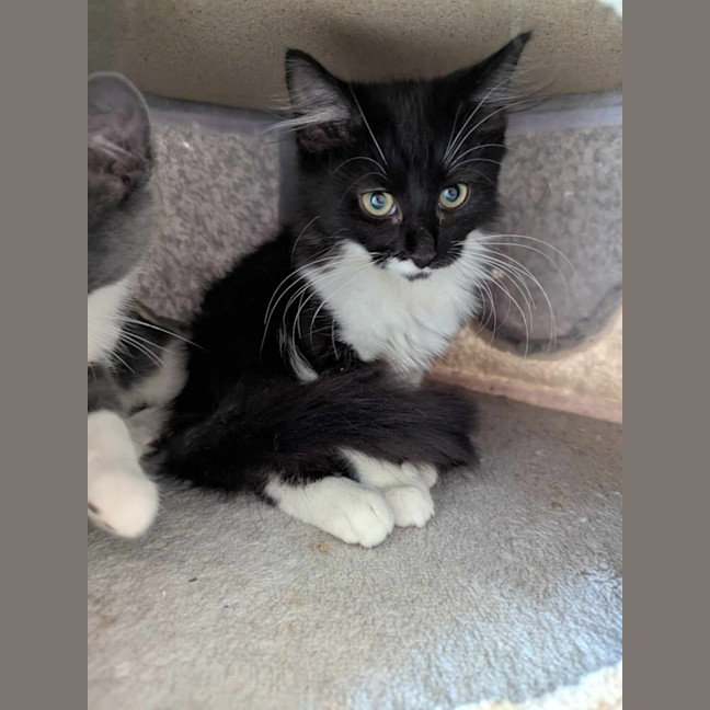 Photo of Pebbles Flintstone 