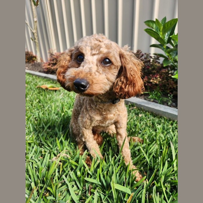 Photo of Biscoff   1 Year Old Poodle X