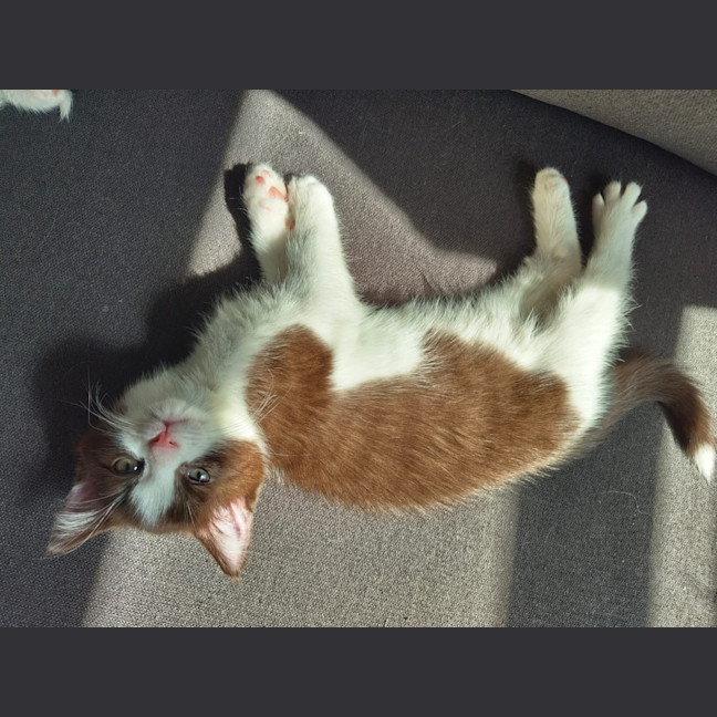 Photo of Pear
