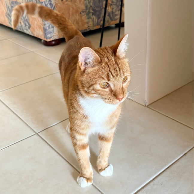 Photo of Link