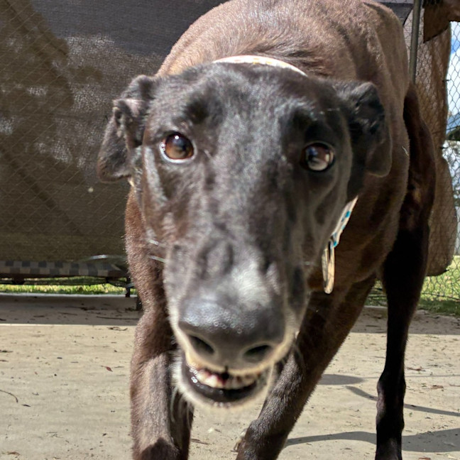 Photo of Royal The Greyhound