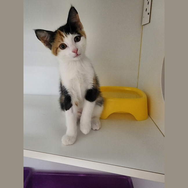 Photo of Pippa And Sage