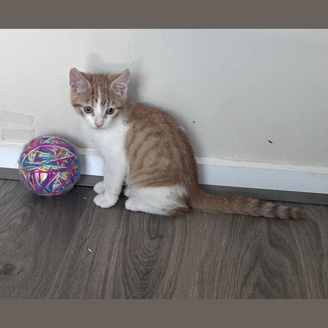 Photo of Latte