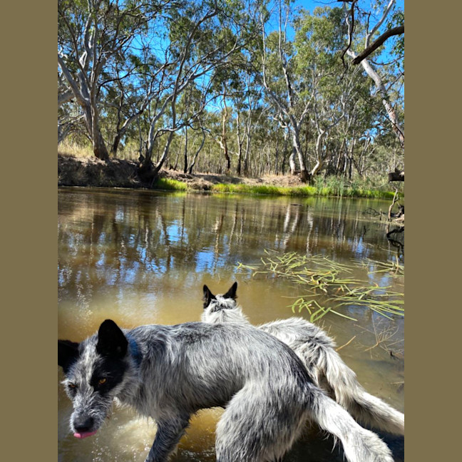 Photo of Benji And Stitch