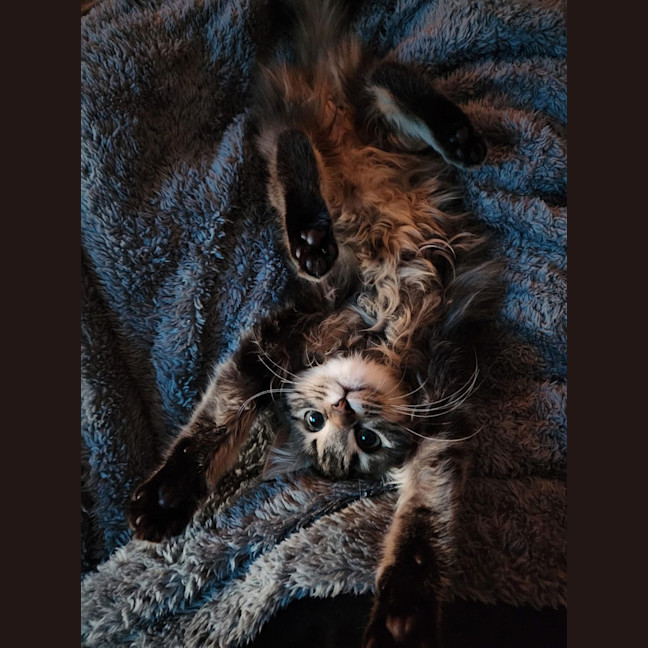Photo of Bowie