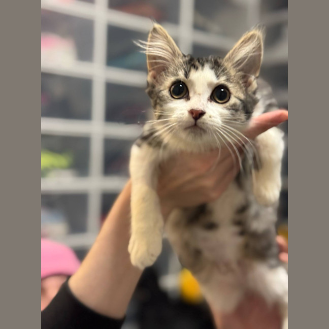 Photo of Smeagle Mc Cotton Ball