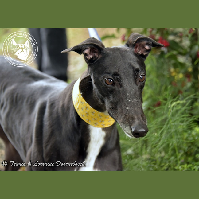 Photo of Charlotte (Jingalong Lottie)