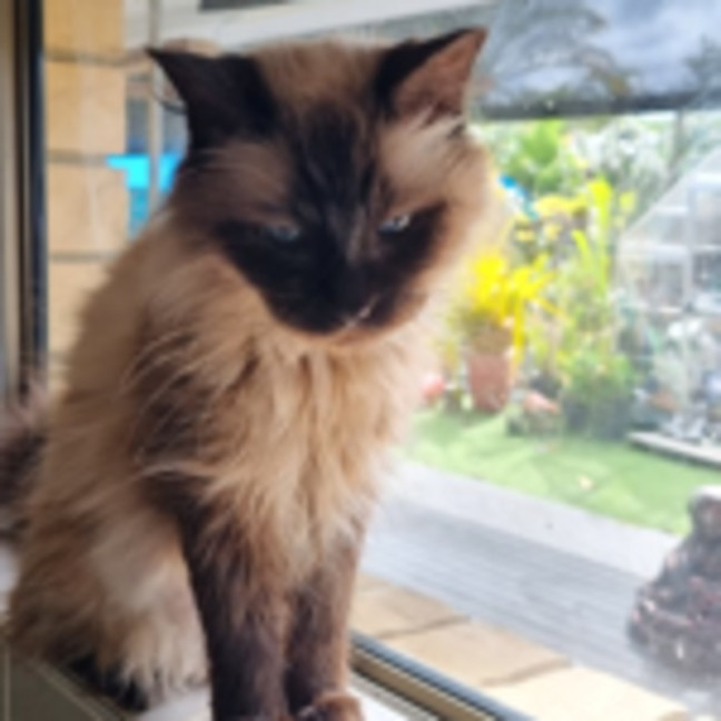 Photo of Opal
