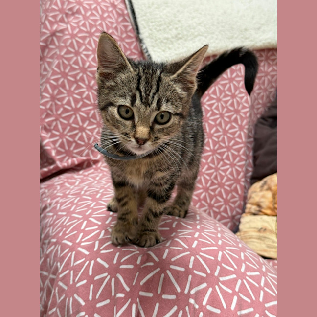 Photo of Squeak (9229)