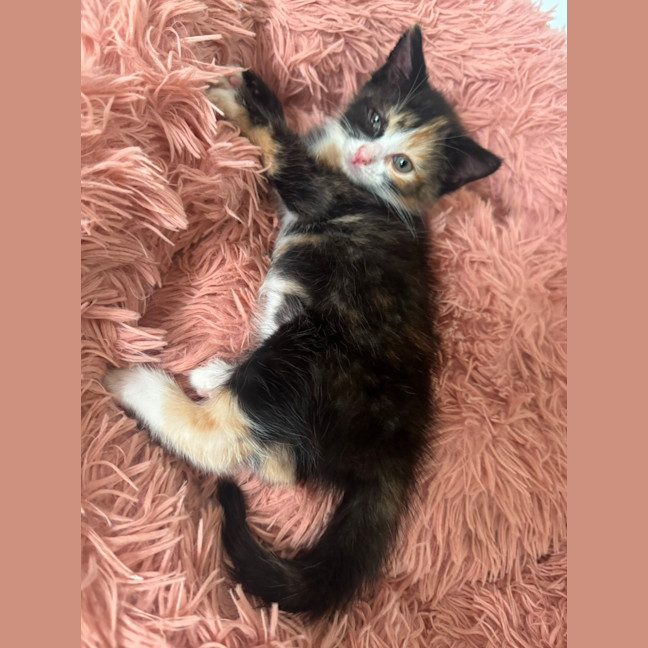 Photo of Rosie 🌸