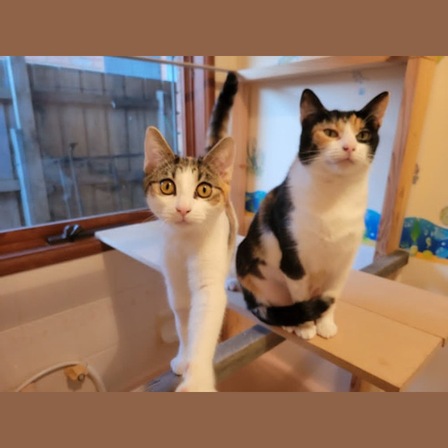 Photo of Marmalade ** 2nd Chance Cat Rescue**