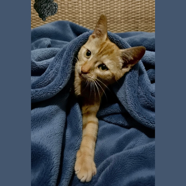 Photo of Pumpkin Pie