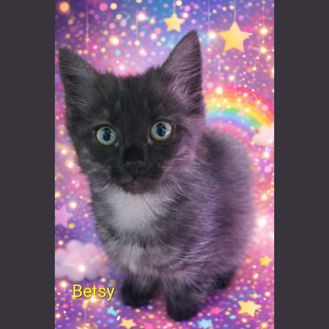 Photo of Betsy Meet Me@Petstock Keysborough Store