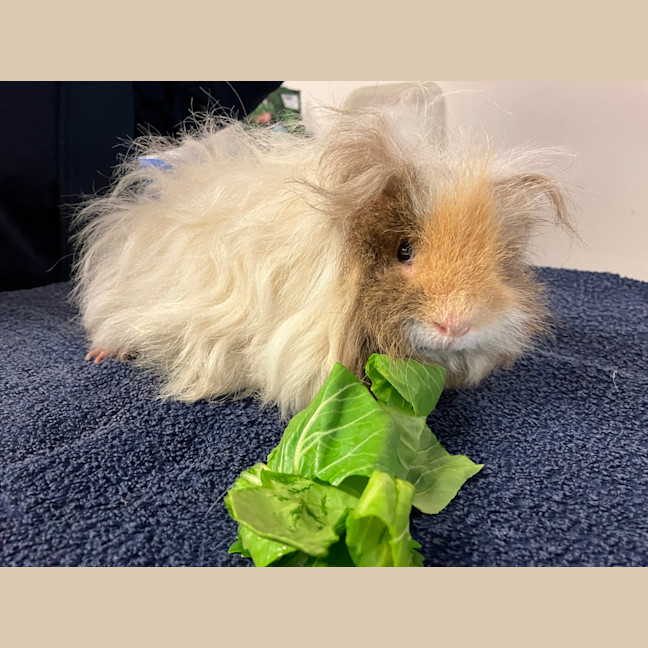 Photo of Puff