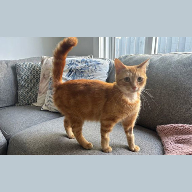 Photo of Minty