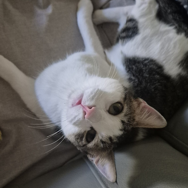 Photo of Leo
