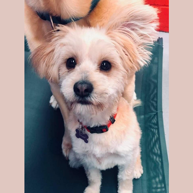 Photo of Sophie (Was Toast)