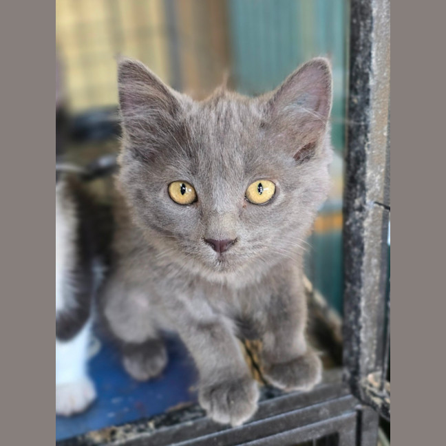 Photo of Pixel