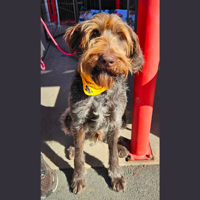 Photo of Winston