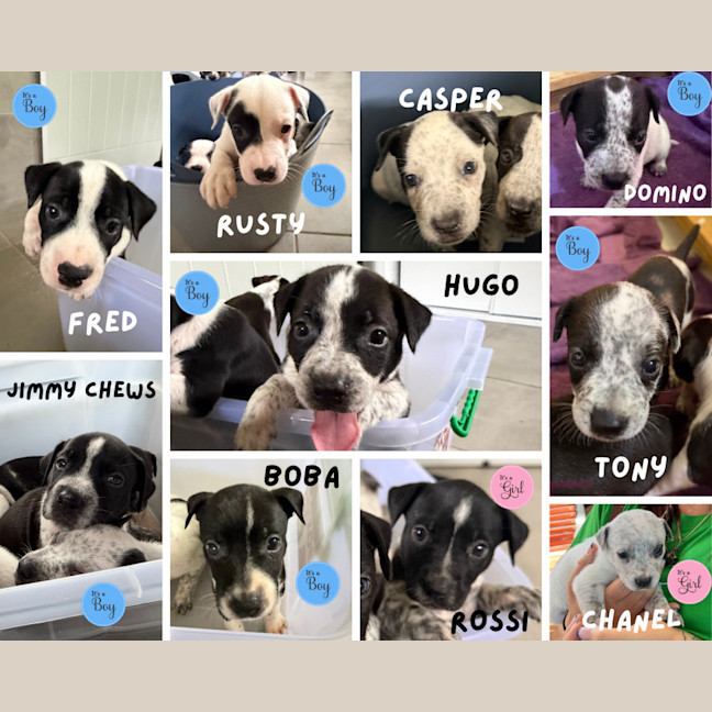 Photo of Rossi (Bessie's Puppy)