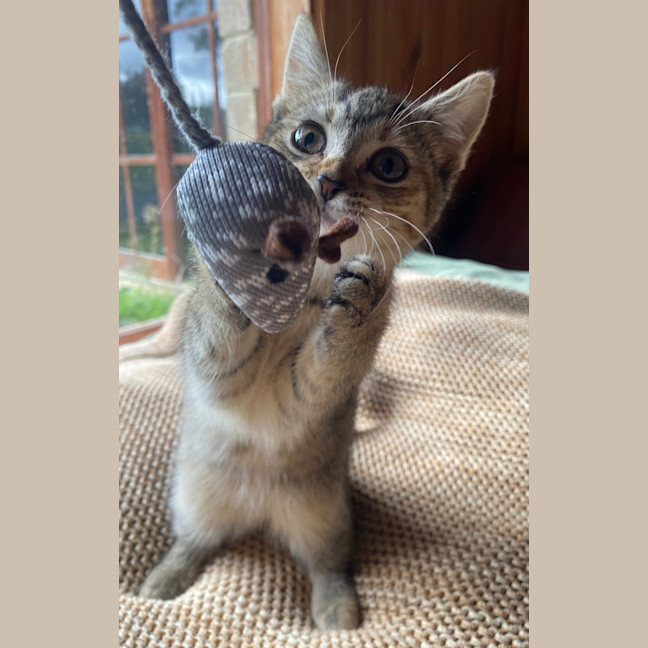 Photo of Tawny 