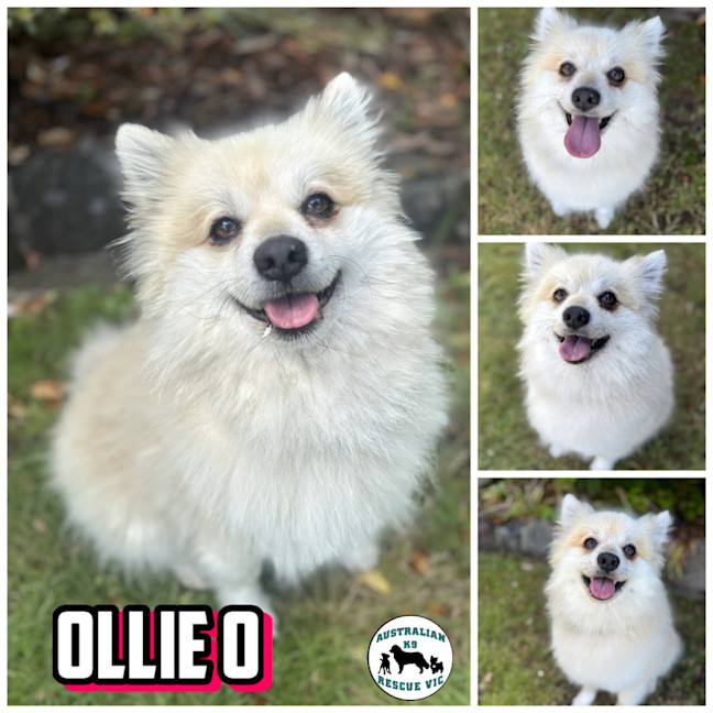 Photo of Ollie O 