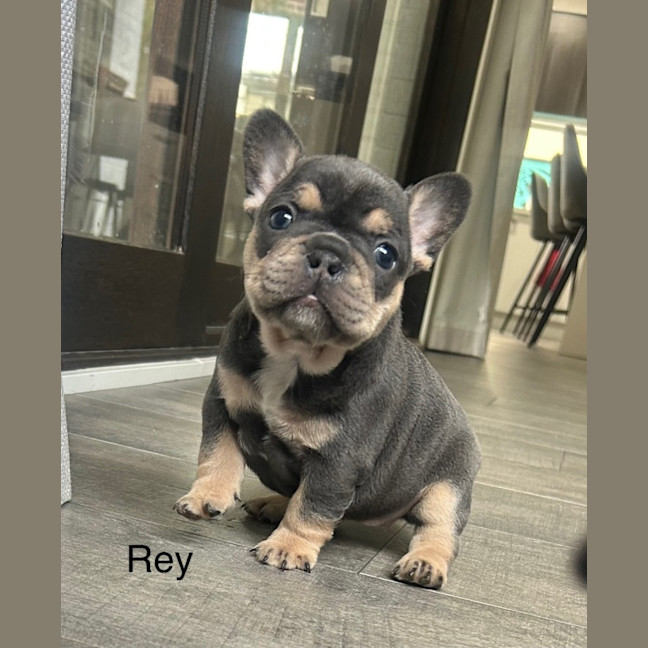 Photo of Rey