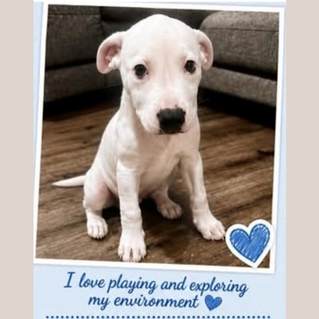 Photo of Scout