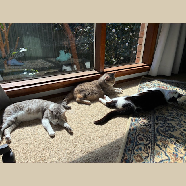 Photo of Banksia 🌺💐🌸