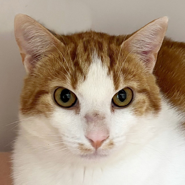 Photo of Hugh Sta013268