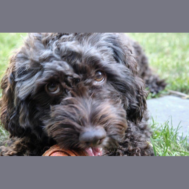 Photo of Bertie Kumara