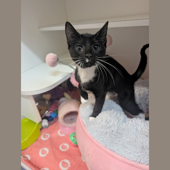 Photo of Lucky