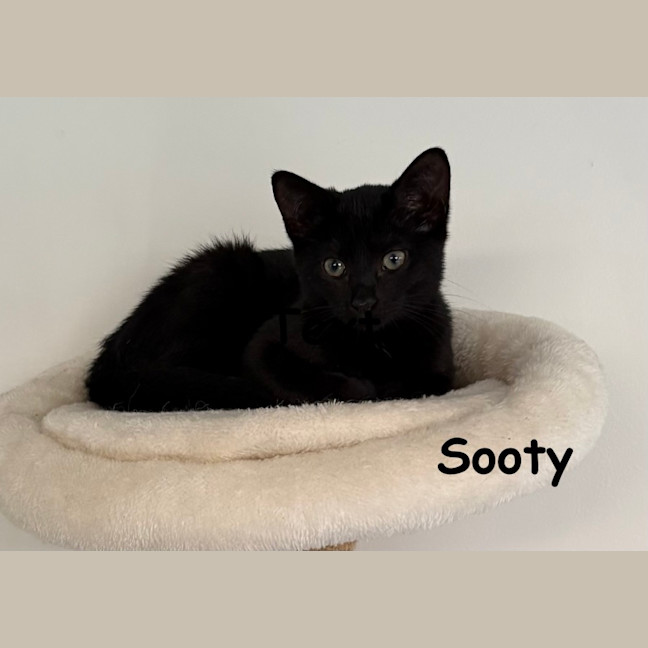 Photo of Sooty