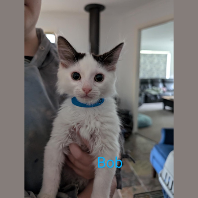 Photo of Bob Meet Me @Petstock Carrum Downs Store