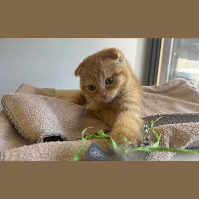 Photo of Garfield