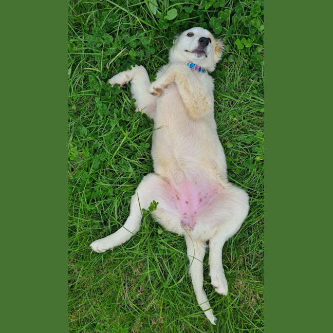 Photo of Figaro