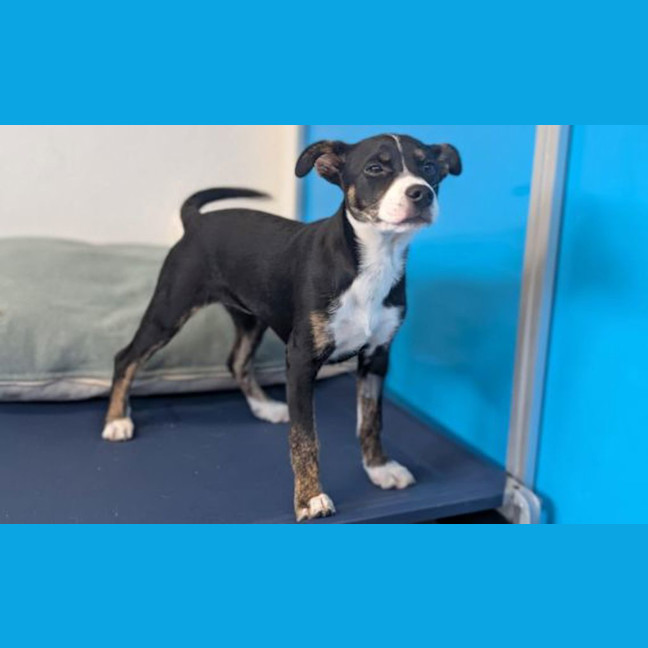 Photo of Darla