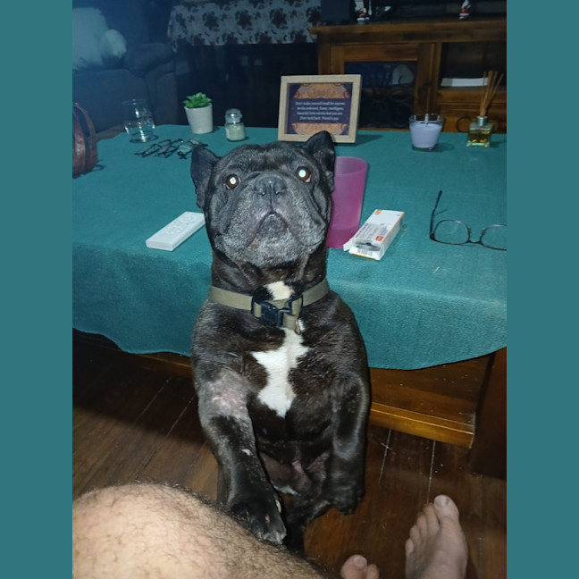 Photo of Kaos