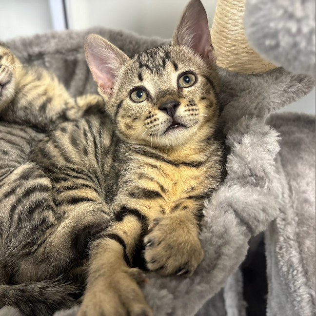Photo of Biscuit