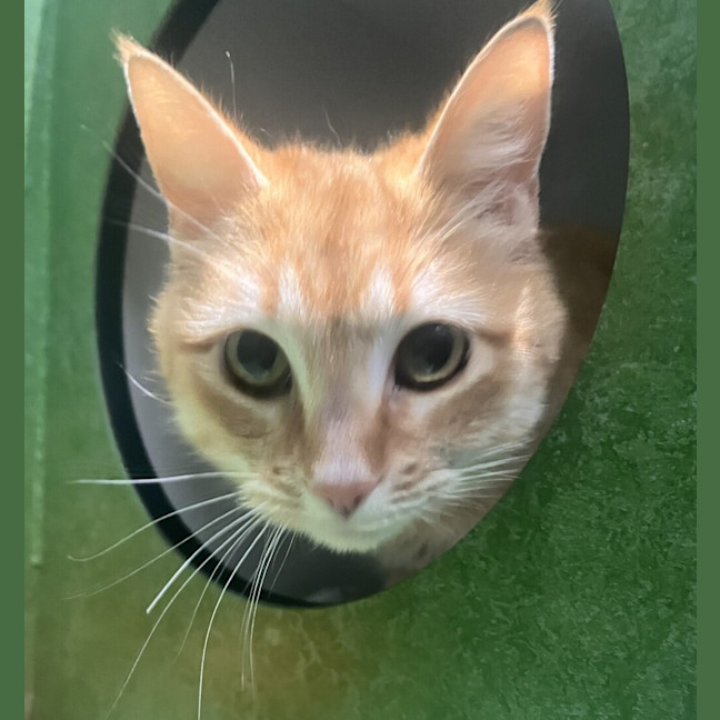 Photo of Roxanne