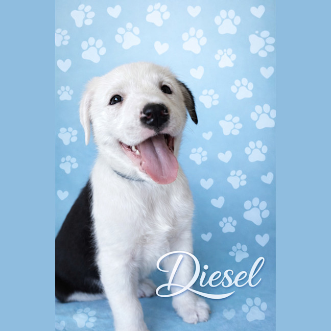 Photo of Diesel