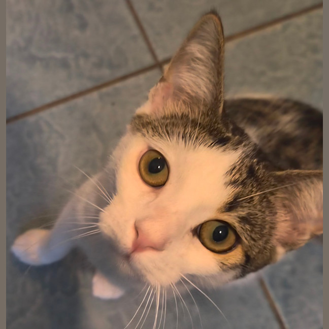 Photo of Whiskers