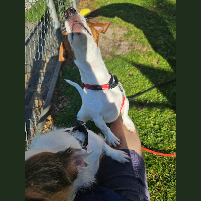 Photo of Patch