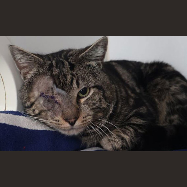 Photo of Louie
