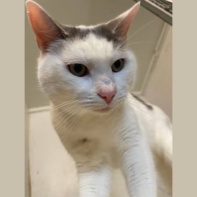 Photo of Mew2