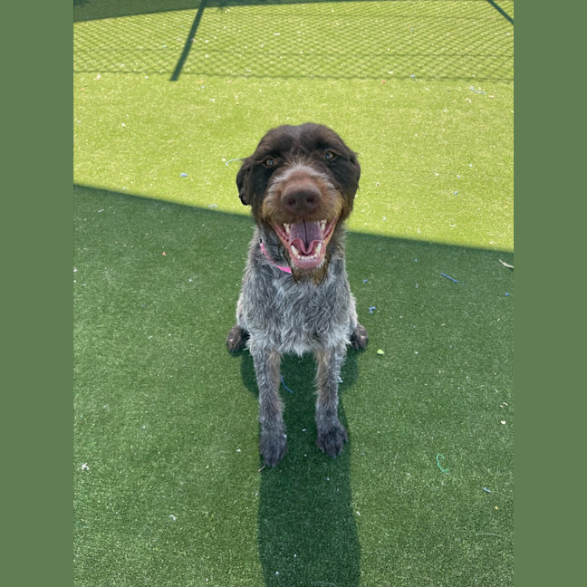 Photo of Juno Imp 1493